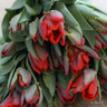 Tulip 'Rococo'