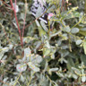 Eucalyptus gunnii 5ft (10L)