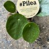 Pilea peperomiodes