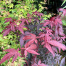 Acer palmatum 'Atropurpureum' (p19)