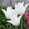 Tulip 'White Triumphator' - PACK of 10 premium size bulbs