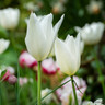 Tulip 'White Triumphator' - PACK of 10 premium size bulbs