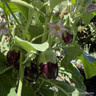 Aubergine LARGE