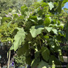Aubergine LARGE