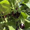 Aubergine INSTANT