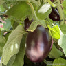 Aubergine INSTANT