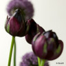 Tulip 'Black Hero' (Double Late) - PACK of 10 Premium size bulbs
