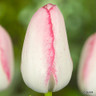 Tulip 'Playgirl' (Triumph) - PACK of 10 Premium size bulbs