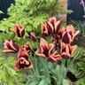 Tulip 'Slawa' (Triumph) - PACK of 10 Premium size bulbs
