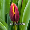 Tulip 'Doberman' (Triumph) - PACK of 10 Premium size bulbs