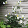 Anemone 'Andrea Atkinson' 1L