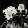 Anemone 'Andrea Atkinson' 1L