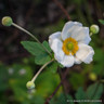 Anemone 'Andrea Atkinson' 1L