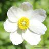 Anemone hybrida 'Dainty Swan' 1L