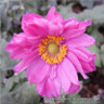 Anemone hybrida 'Pamina' 1L