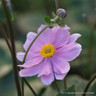 Anemone hybrida 'Serenade' 1L