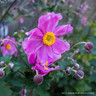Anemone hybrida 'Serenade' 1L