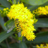 Solidago Sphacelata 'Golden Fleece'-1L