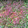 Ceratostigma Plumbaginoides 3L