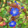 Ceratostigma Plumbaginoides 3L