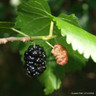 Morus nigra (Black Mulberry) 150-175cm