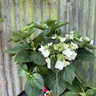 Hydrangea Macrophylla 'Teller white'