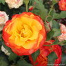 Potted roses (mixed varieties)