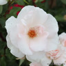 Potted roses (mixed varieties)