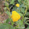 Golden Wedding - Floribunda Rose