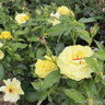 Golden Wedding - Floribunda Rose