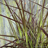 Pennisetum 'Rubrum' (Grass)