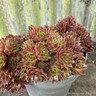Houseleek mix