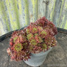 Houseleek mix