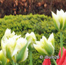 Tulip 'Spring Green'