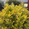 Euonymus jap. 'Ovatus Aureus' - 2ltr pot