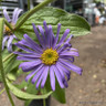 Aster frikartii 'Monch' 1ltr pot