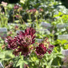 Astrantia 'Star of Beauty'-1L