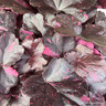 Heuchera 'Midnight Rose' 3ltr pot