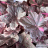 Heuchera 'Midnight Rose' 3ltr pot