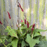 Persicaria amplexicaule 'Bonfire'-3L