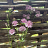 Astrantia 'Roma' - 2ltr