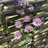 Astrantia 'Roma' - 2ltr