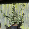 Euonymus japonica 'Bravo'