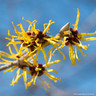 Hamamelis mollis 'Pallida' (Witch Hazel) 36L