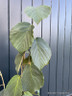 Hamamelis mollis 'Pallida' (Witch Hazel) 36L