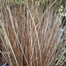 Carex 'Red Rooster' 2L