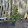 Prunus lusitanica (Portuguese Laurel) - 3ltr