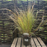Stipa arundinacae 2L