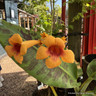 Campsis radicans 'Grandiflora'