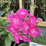 Phlox paniculata Bambini 'Sweet Tart'-1L